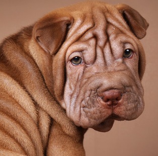 Shar Pei Dog