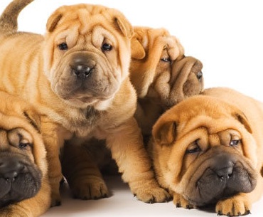 Shar Pei Puppies