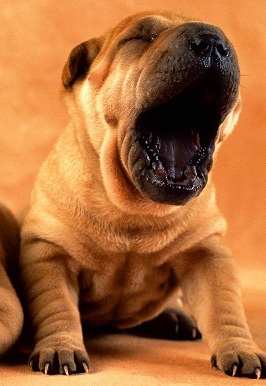 Shar Pei Puppy