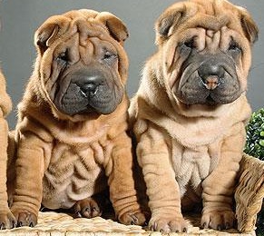 Shar Pei