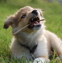 cute sheltie puppy