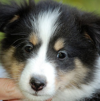 sheepdog puppy