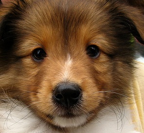 sheltie dog picture