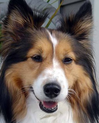 sheltie puppies