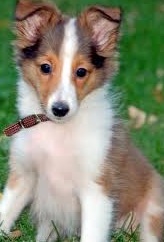 sheltie puppy