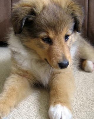 shetland puppy