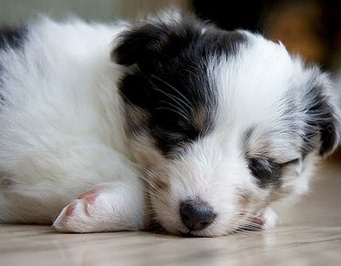 shetland sheepdog puppy