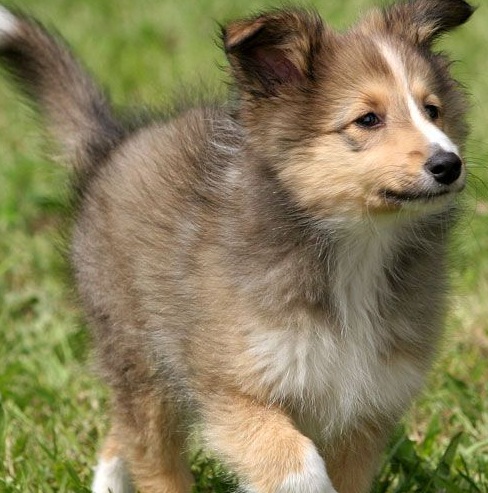 shetland sheepdog