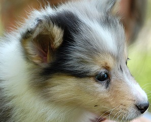 white shetland sheepdog puppy