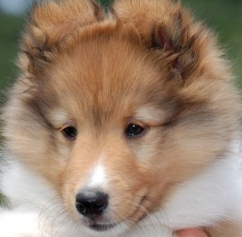 Cute Shetland Sheepdog Puppy