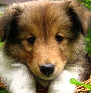 Sheepdog Puppy