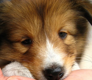 Shetland Puppy