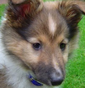 Shetland Sheepdog Breed