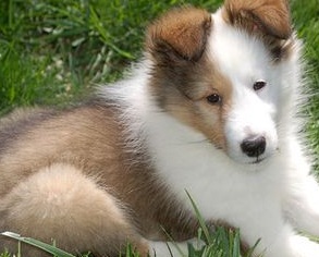 Shetland Sheepdog Dog