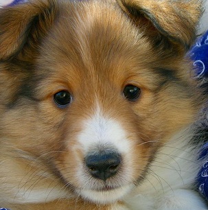 Shetland Sheepdog Puppy Picture