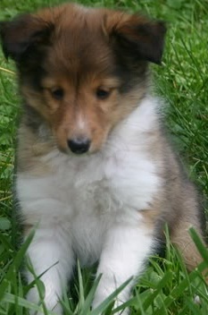 Shetland Sheepdog Puppy