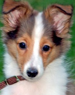 Shetland Sheepdog