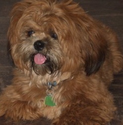 Brown Shichon Puppy