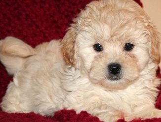 Happy Shichon Puppy