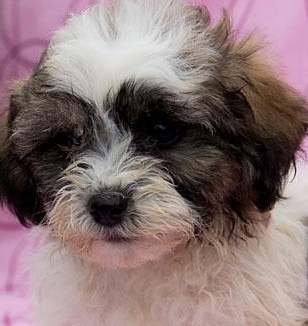 Shichon Image