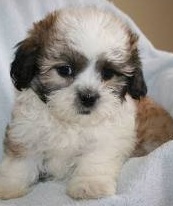 Shichon Puppy Picture