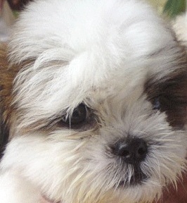 Cute Shih Tzu Puppy