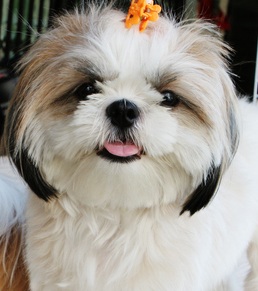 Happy Shih Tzu Puppy
