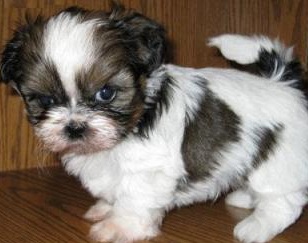 Shih Tzu Dog