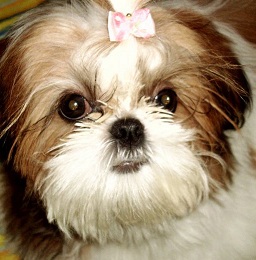 Shih Tzu Image