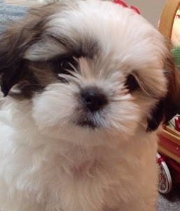 Shih Tzu Picture