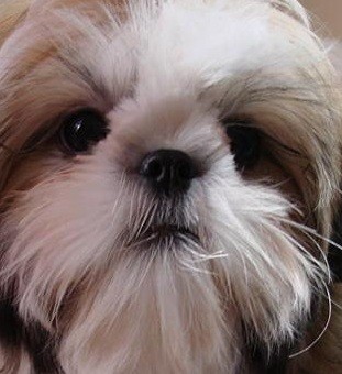 Shih Tzu Puppy Picture