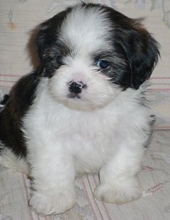 Shih Tzu Puppy