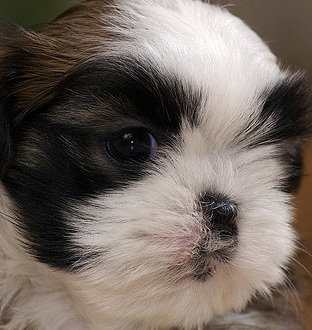 Shih Tzu