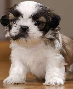 Toy Shih Tzu Puppy