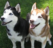 Siberian Huskies