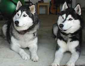 Siberian Huskies