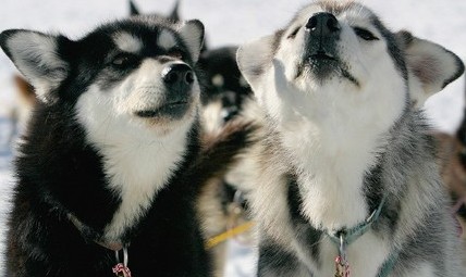 black grey siberian husky picture