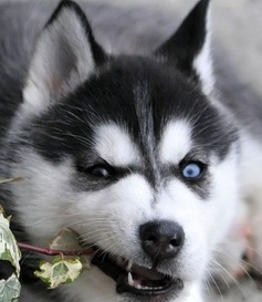 cute husky picture