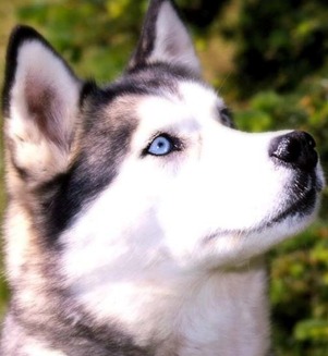 husky