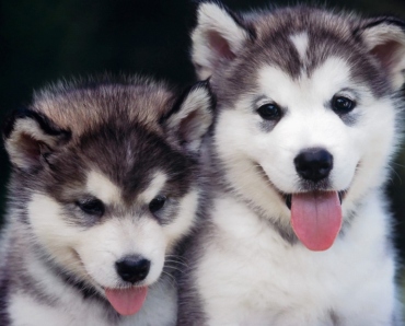 siberian huskies picture