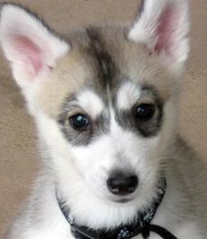 siberian husky picture