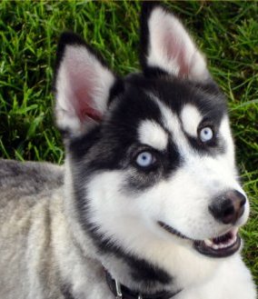 siberian husky