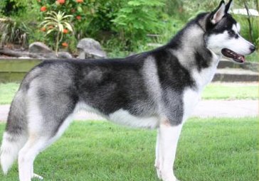 siberian husky