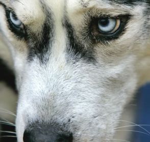 blue eye siberian husky dog