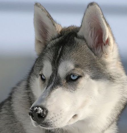 grey siberian husky dog