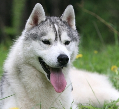 happy husky dog