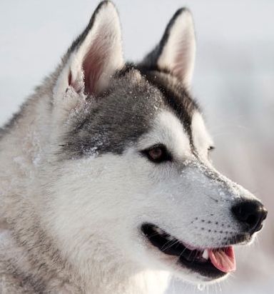 husky dog