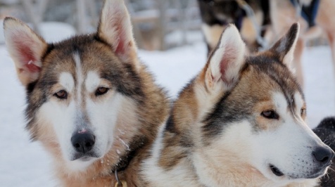 red siberian husky dogs