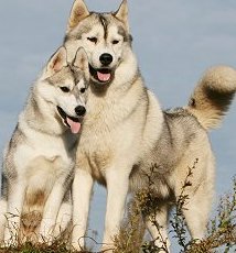 siberian husky dogs