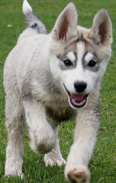 siberian puppy